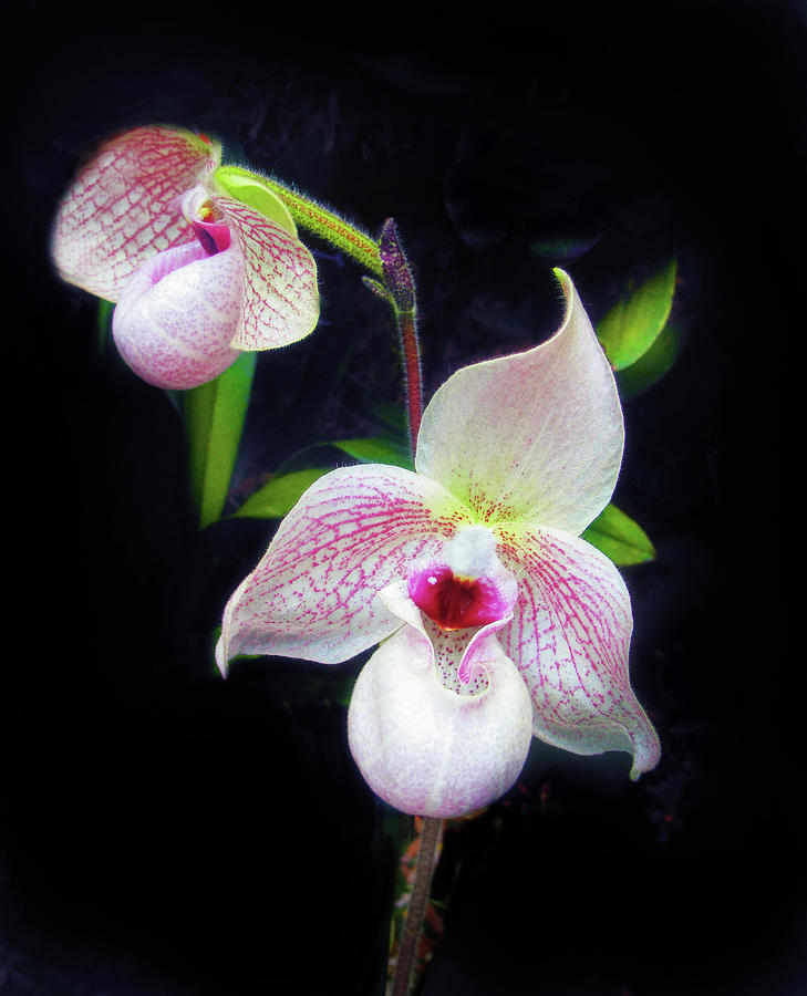Lady Slipper Orchids Photograph by Jessica Jenney