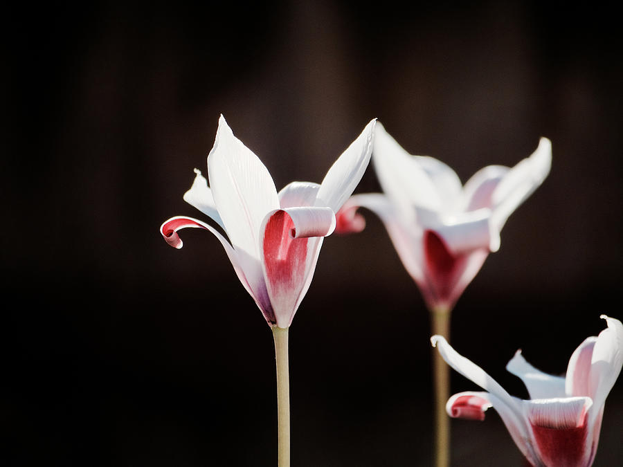 Lady Tulips  Photograph by Rachel Morrison