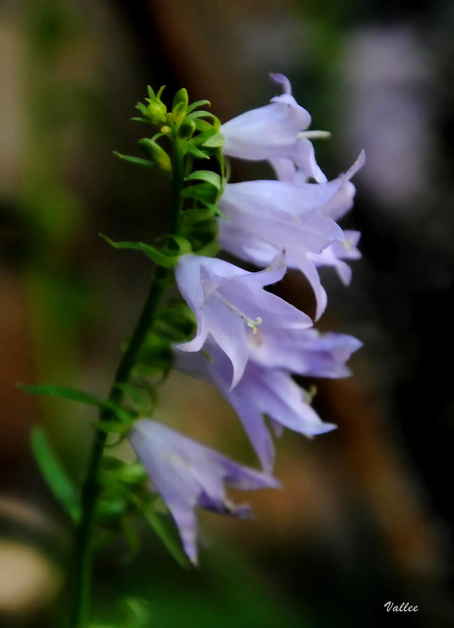 Ladybells Photograph by Vallee Johnson