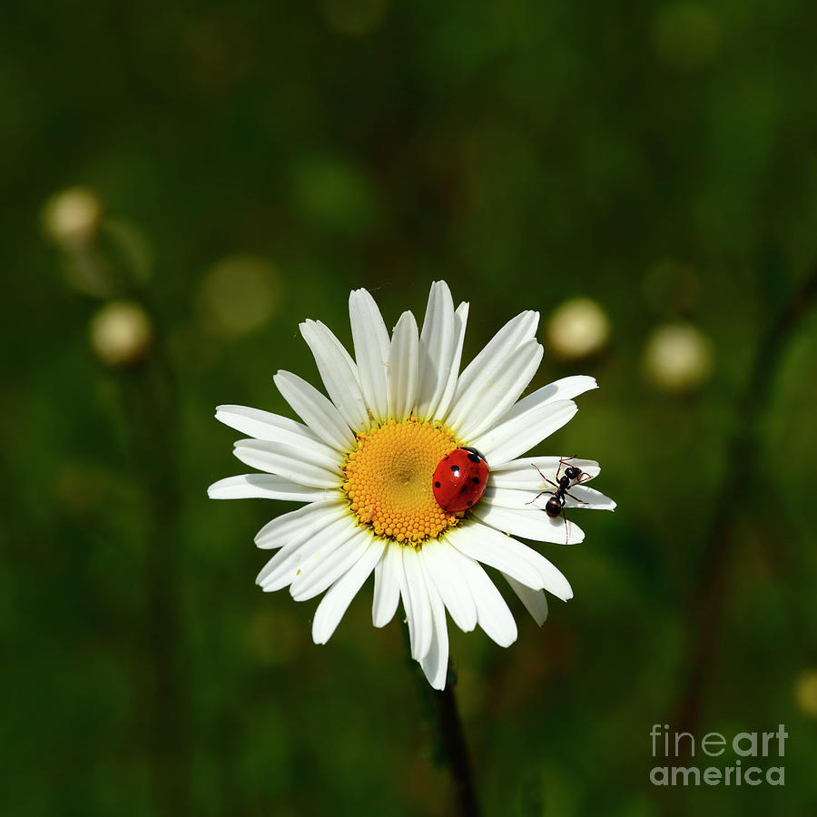 Ladybird and Ant on Ox-Eye Daisy Flower Photograph by James Brunker