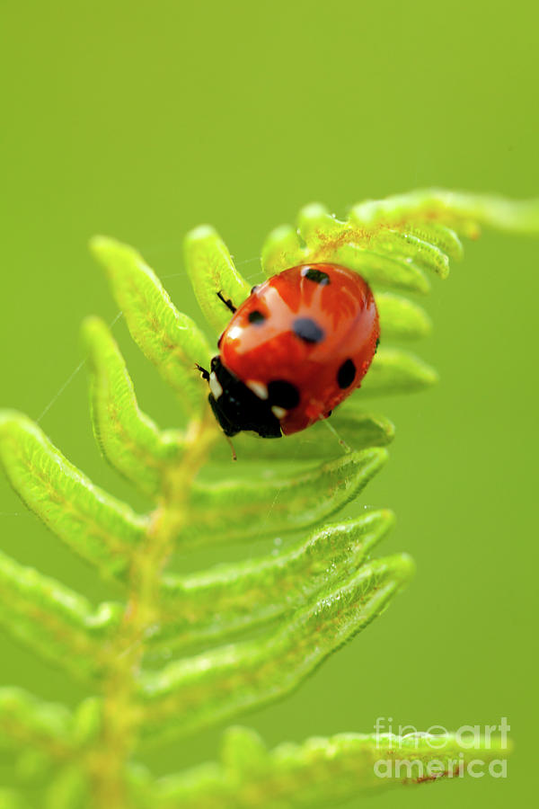 Ladybird bug close up on fern Photograph by Simon Bratt