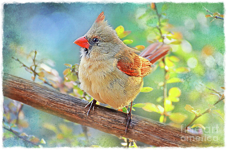 Ladybird Cardinal Morning - New Version Photograph by Debbie Portwood