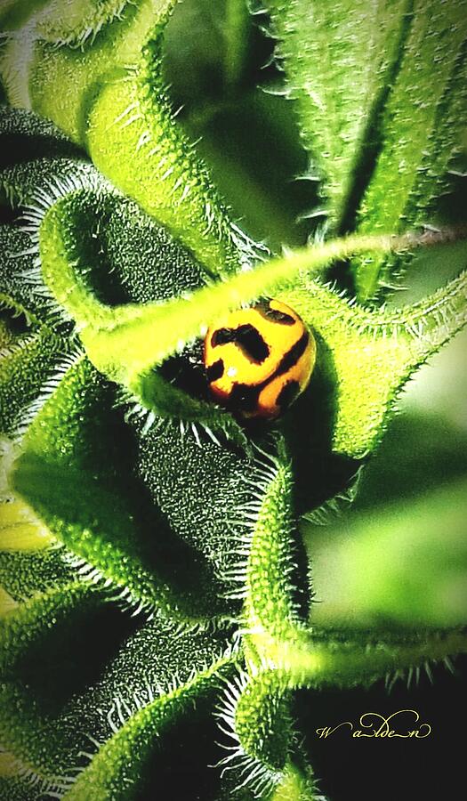 Ladybird Photograph by Carol Walden Ladybird Photograph by Carol Walden