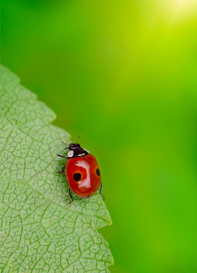 Ladybird climbing up fresh green  leaf Photograph by Kathy Collins