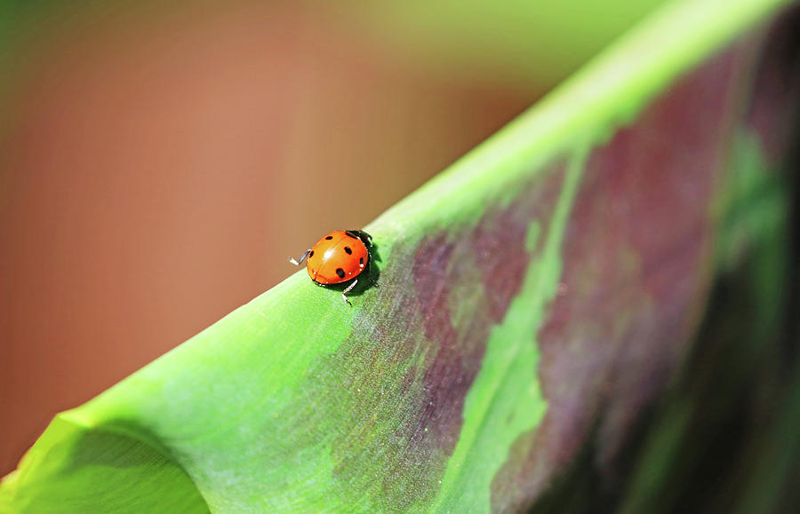 Ladybird Jig Photograph by Debbie Oppermann