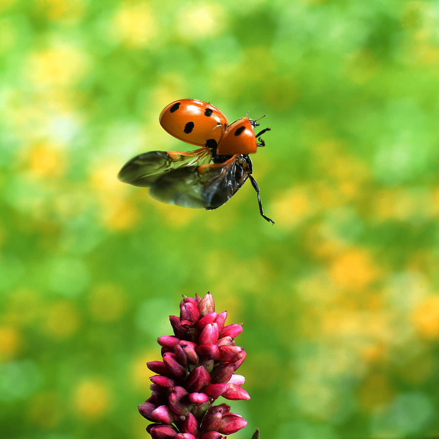 Ladybird Photograph by John Foxx