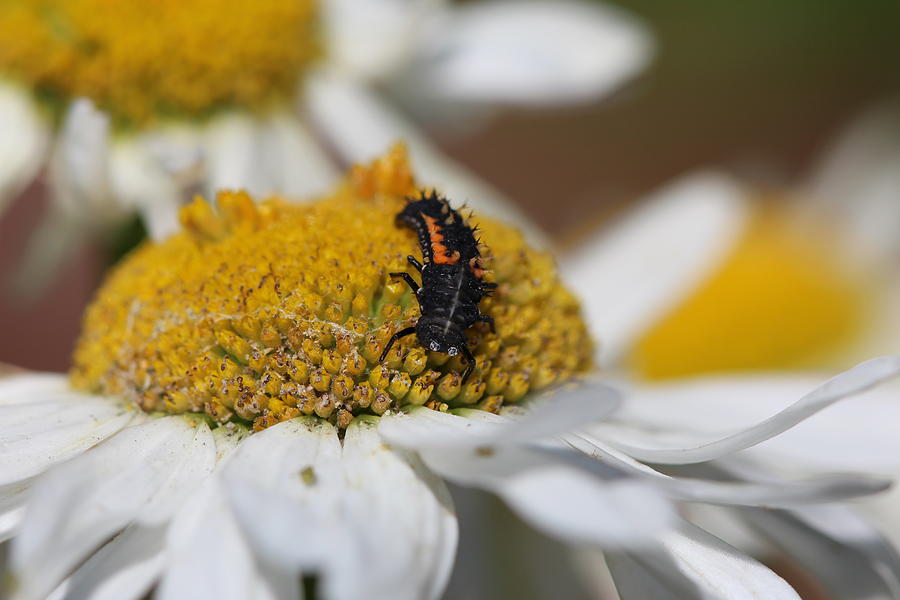  Ladybird Larvae On A Daisy Photograph by Tom Conway