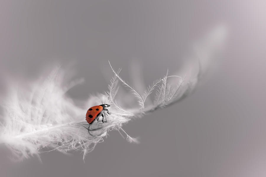 Ladybird on a feather Photograph by Mikroman6