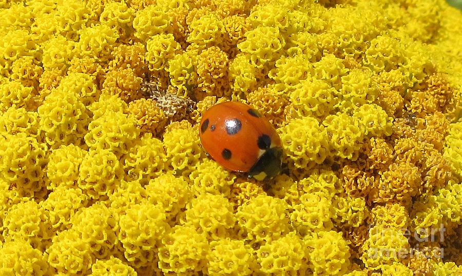 Ladybird On Achillea Photograph by Lesley Evered
