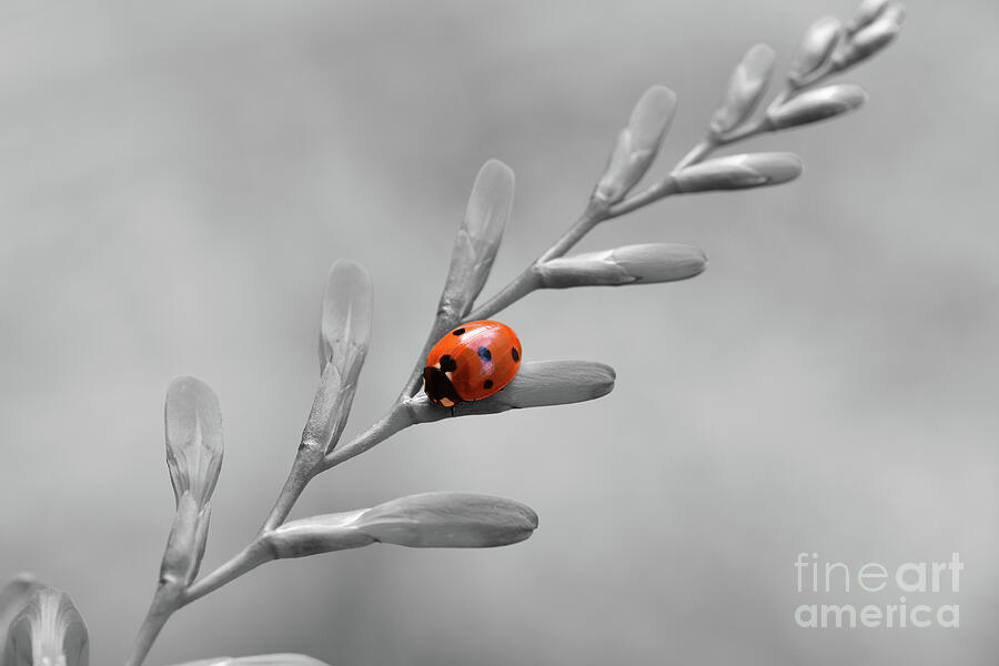 Ladybird on Crocosmia - Selective Colour Photograph by Yvonne Johnstone
