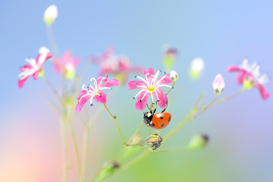 Ladybird on pink flowers Photograph by Mikroman6
