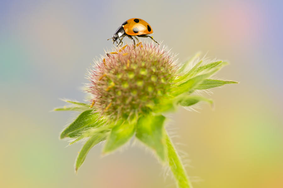 Ladybird on wildflower Photograph by Mikroman6