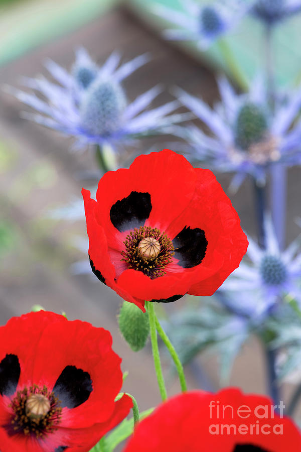 Ladybird Poppy Flowers in an English Garden Photograph by Tim Gainey ...