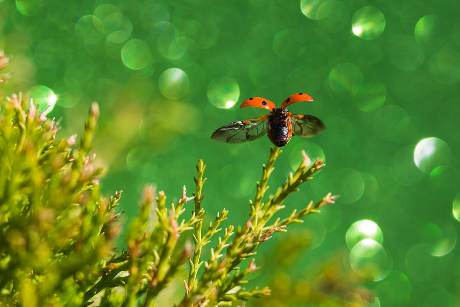 Ladybird taking off Photograph by Wellsie82