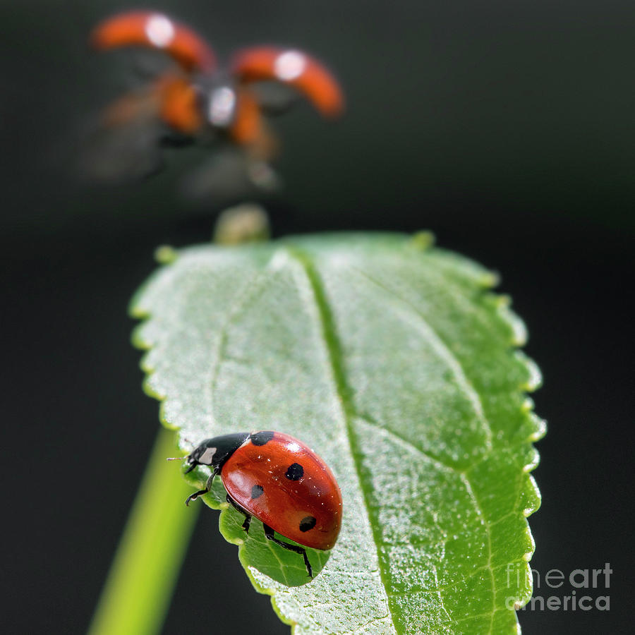 Ladybirds Photograph by Arterra Picture Library