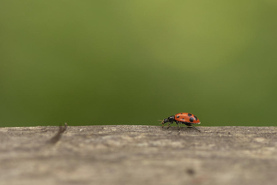 Ladybug 1 Photograph by Laura Macky