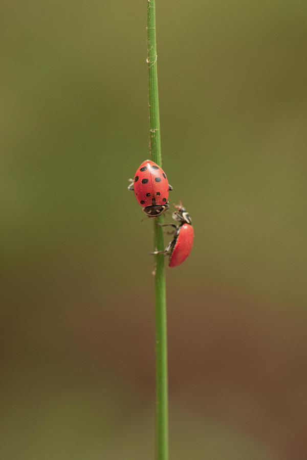 Ladybug 2 Photograph by Laura Macky