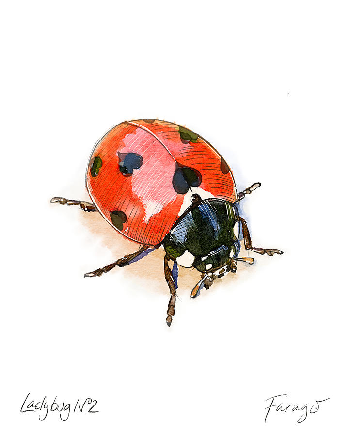 Ladybug Drawing - LadyBug #2 by Peter Farago