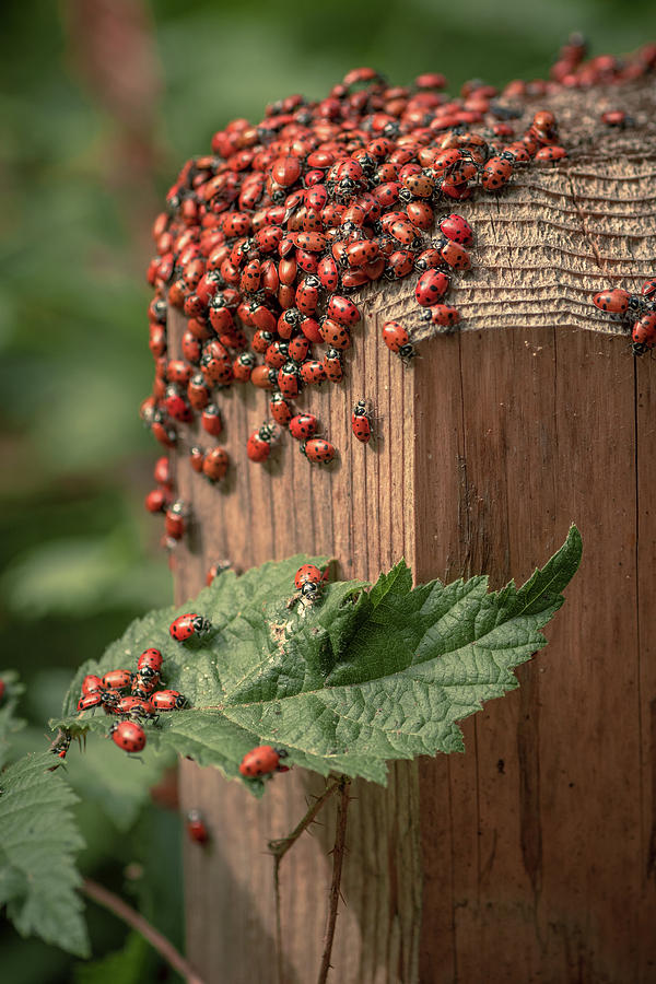 Ladybug 4 Photograph by Laura Macky