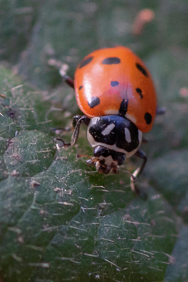 Ladybug 5 Photograph by Laura Macky