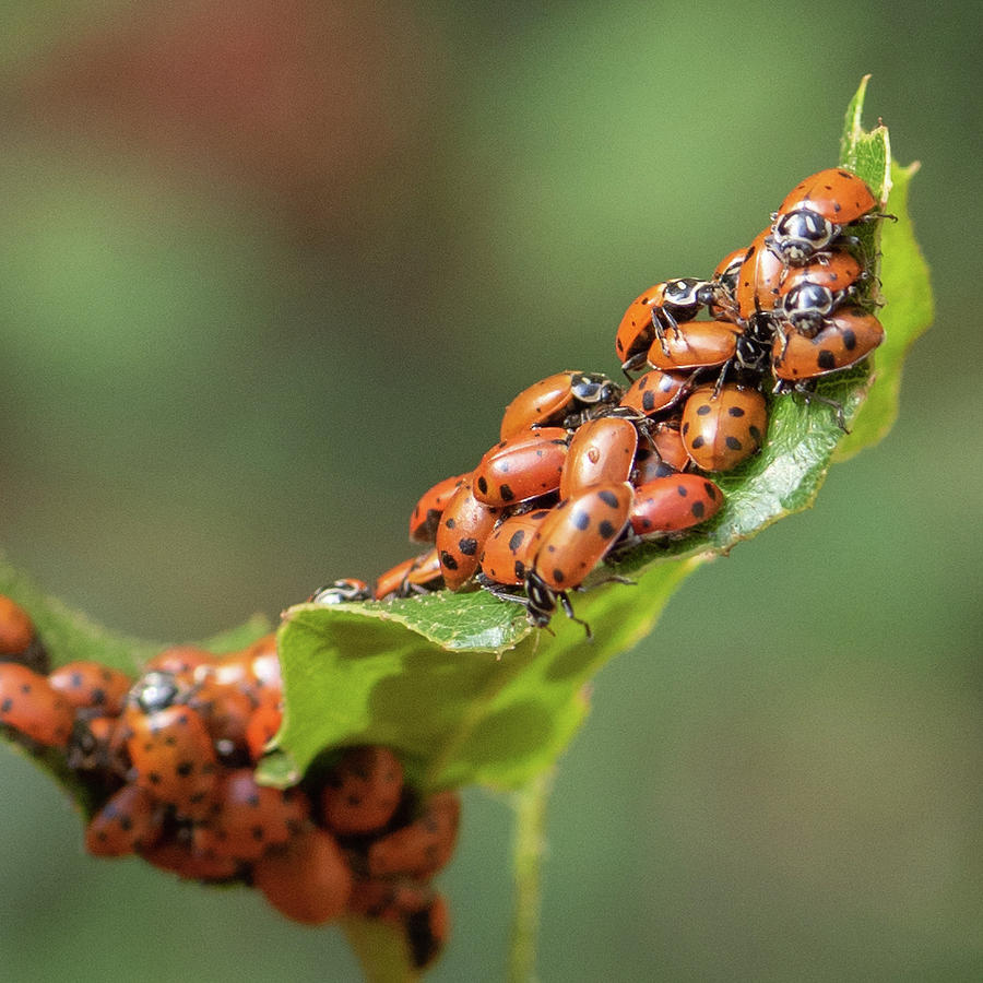 Ladybug 6 Photograph by Laura Macky