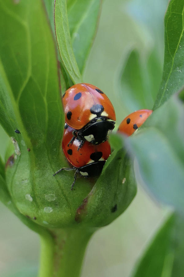 Ladybug afternoon delight Photograph by Sunniye Buesing - Fine Art America