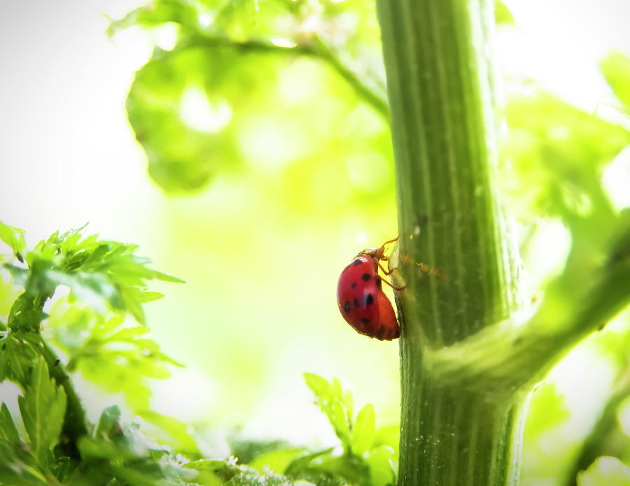 Ladybug Pyrography by Alessandro Della Pietra