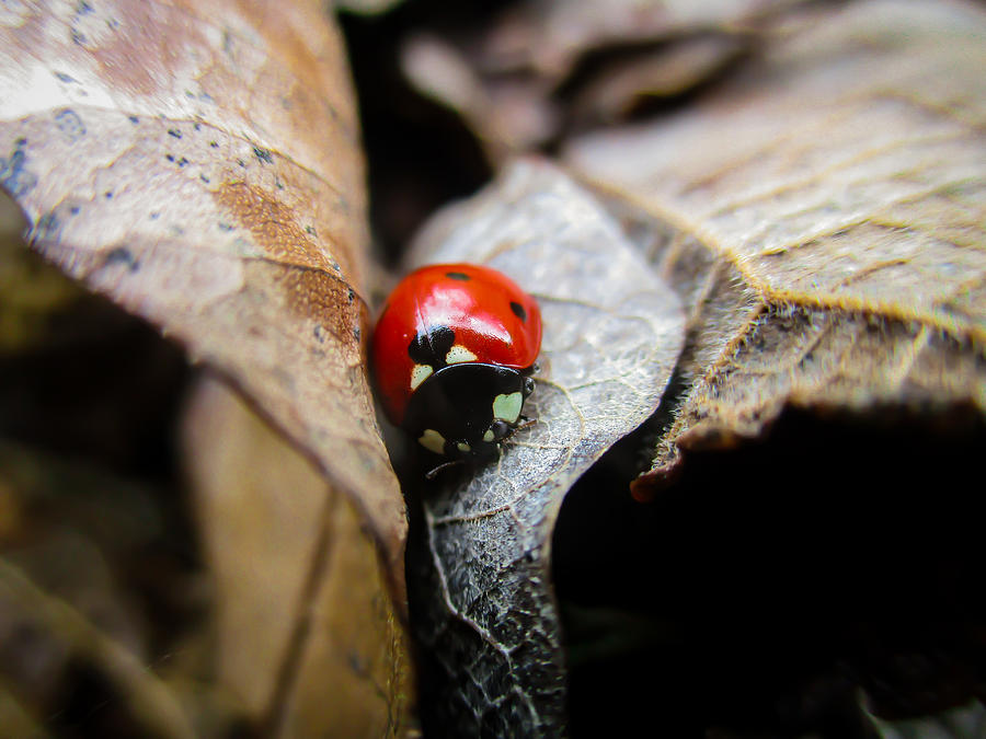 Ladybug Among Leaves Photograph by Windy Craig