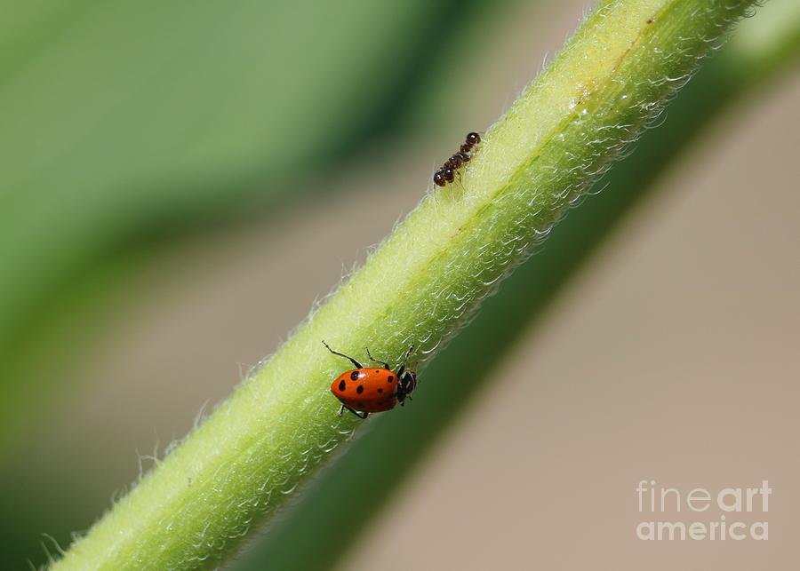 Ladybug and Ant Photograph by Carol Groenen