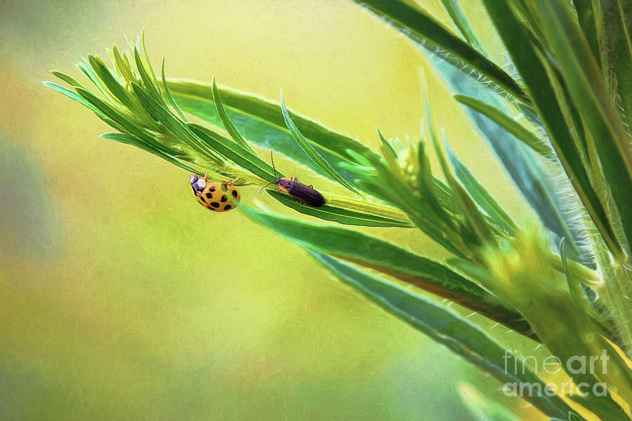 Ladybug And Friend Photograph by Sharon McConnell