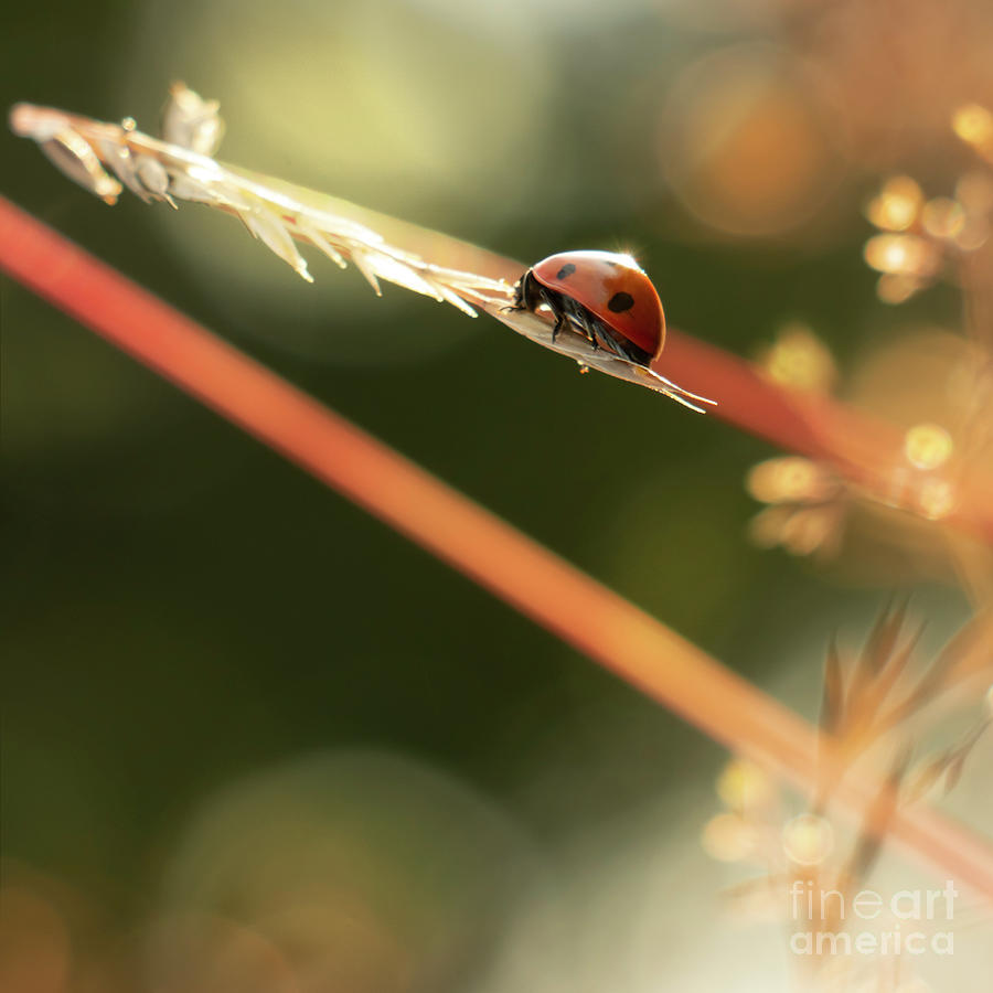Ladybug Photograph by Ang El