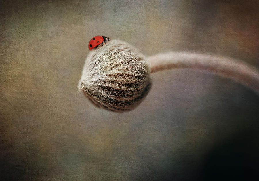 Ladybug Close-Up Photograph by Maria Angelica Maira