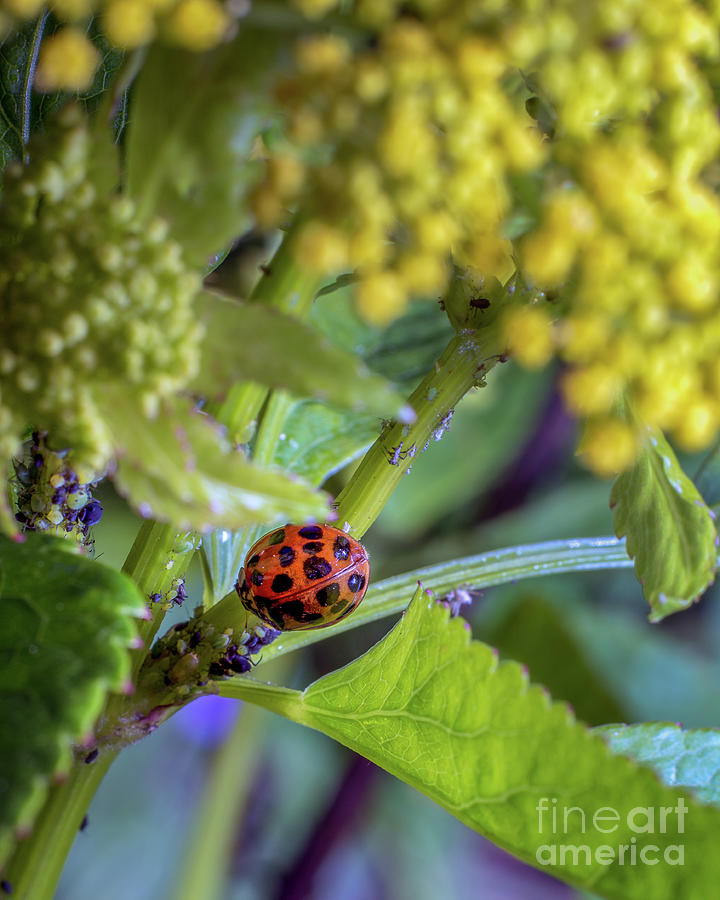 Ladybug Coccinella septempunctata Photograph by Gemma Mae Flores Sellers