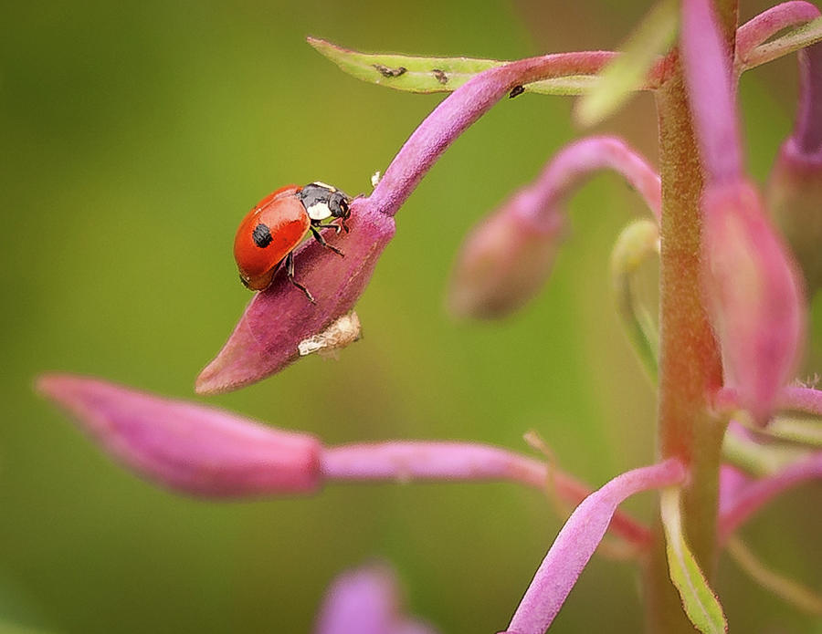 Ladybug Photograph by David Morehead
