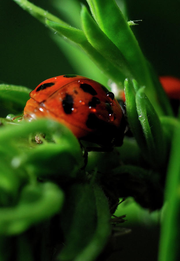 Ladybug Photograph by Doug Wittrock