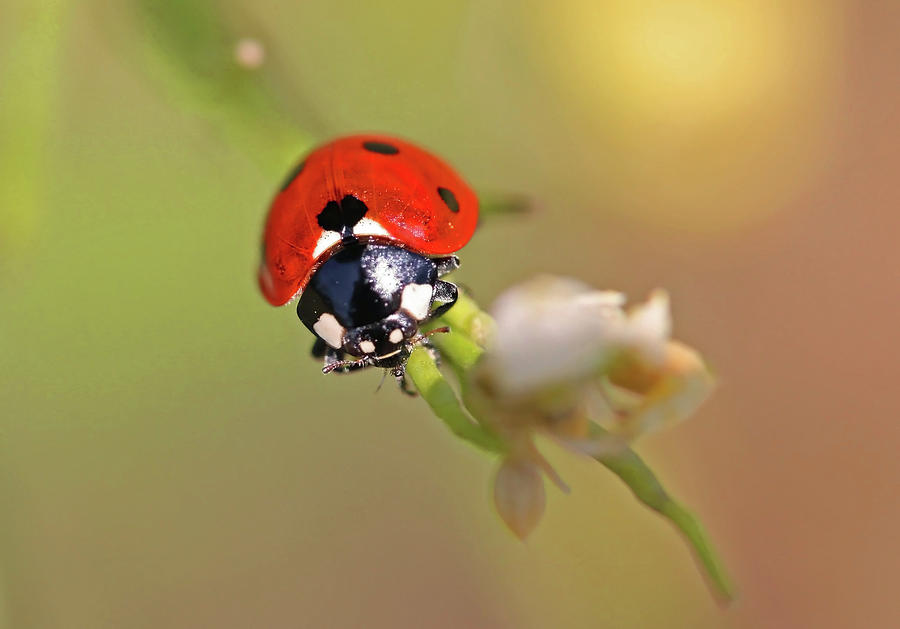 Ladybug Face Photograph by Shoal Hollingsworth