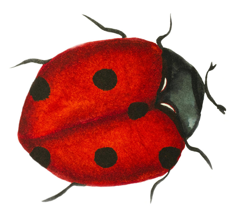 Red Lady Bug Ladybirds Insect Ladybugs White Yoga Pants for Women