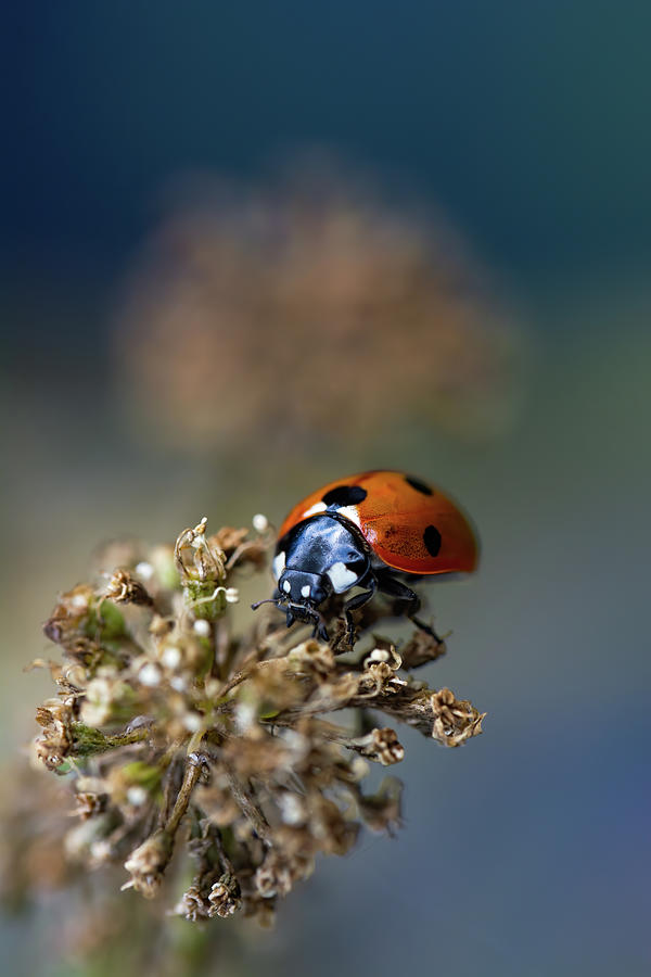 Ladybug Photograph by Gabriella Sjolander Photography - Fine Art America