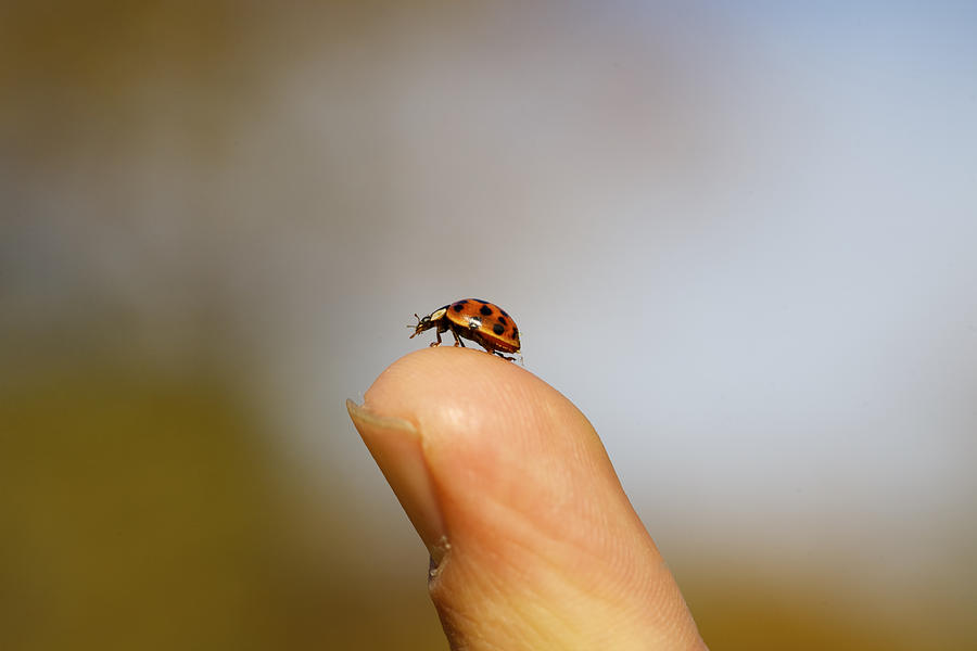 Ladybug gets a nice view. Photograph by Amyjosmile