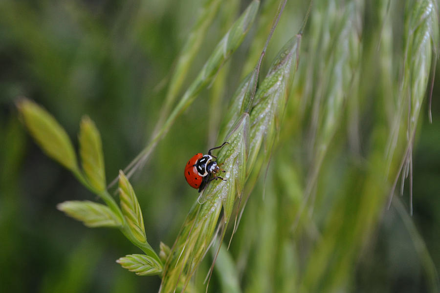 Ladybug Having A Drink Of Dew Photograph