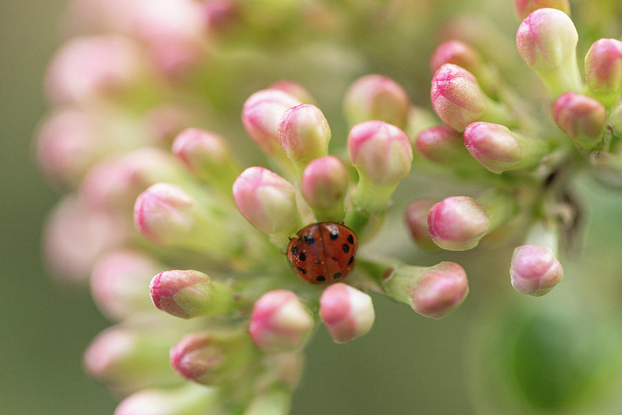 Ladybug in Flowers Photograph by Amelia Pearn