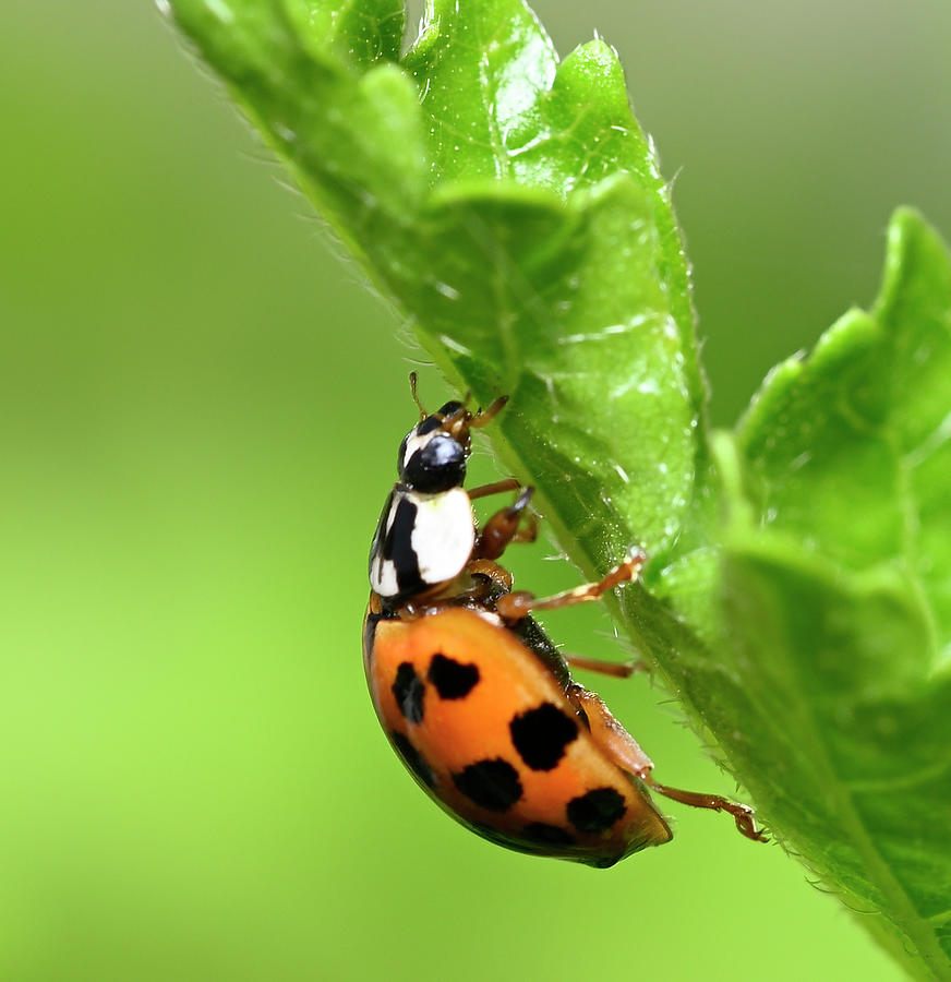 Ladybug Photograph by Jeffrey PERKINS