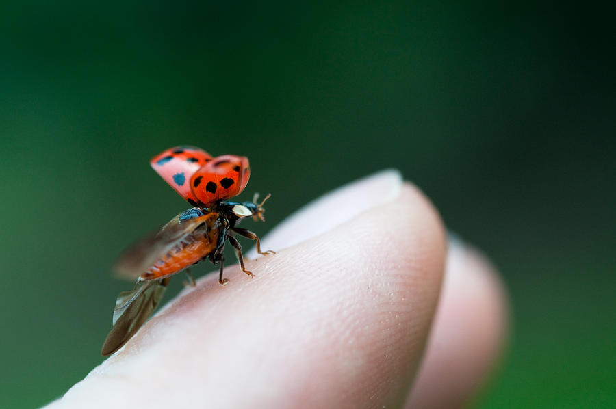 Ladybug Just Before Flying Away From Fingertip Photograph by Assalve