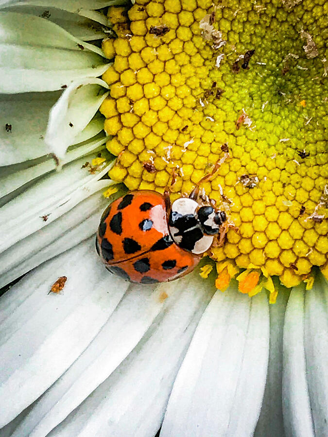 Ladybug Ladybird Beetle Photograph by Joyce Wasser