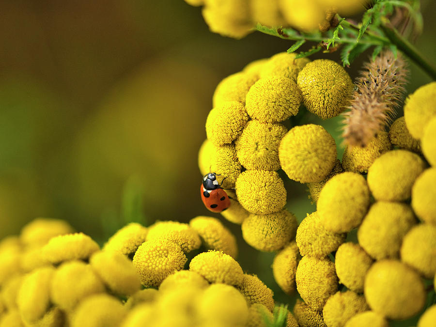 Ladybug, Ladybug Photograph by Valerie Cason