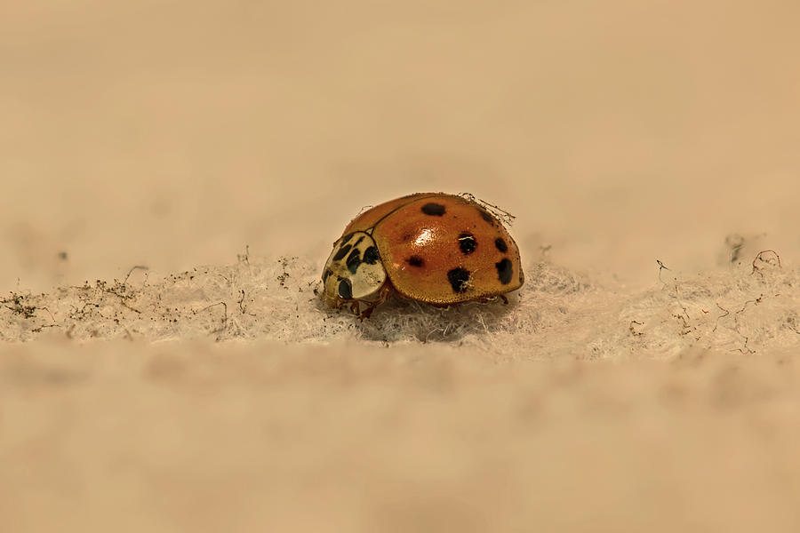 Ladybug - Macro Photograph by Amazing Action Photo Video