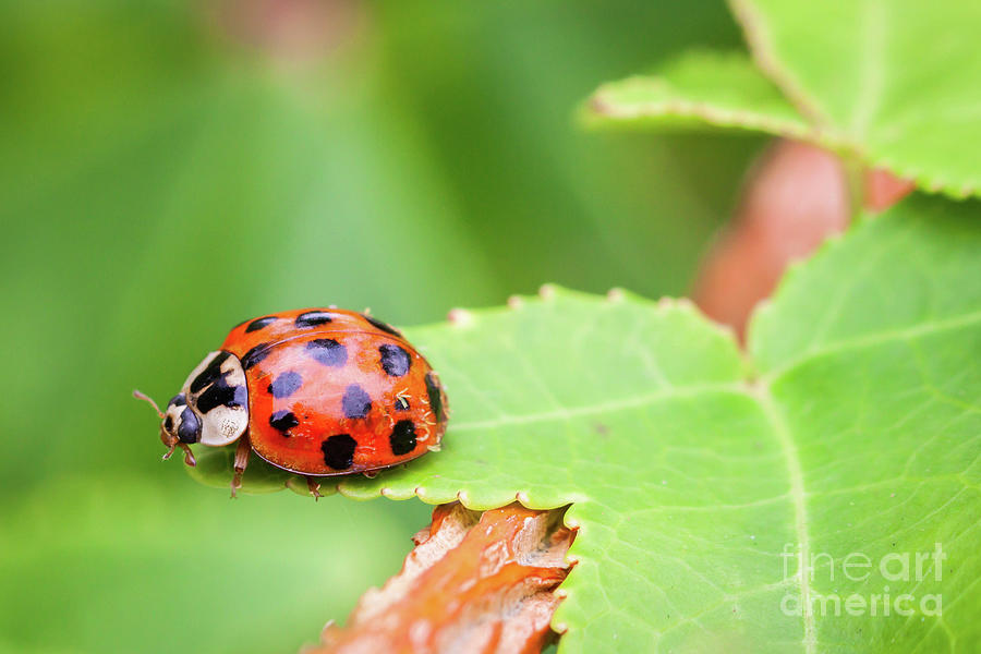 Ladybug Macro Photograph