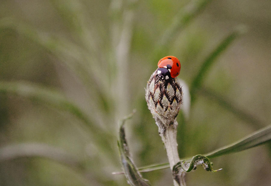 Ladybug Makes The Top Of Its Field Photograph