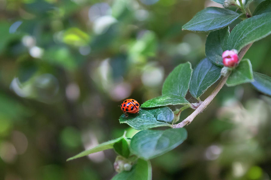 Ladybug Photograph by MPhotographer