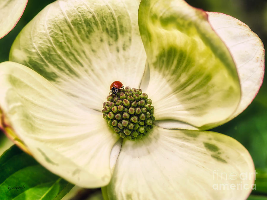 Ladybug on a dogwood flower Photograph by Bruce Block